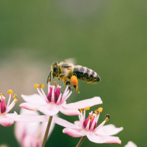 Biene die auf einer schönen Blume landet